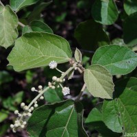 Croton aromaticus L.